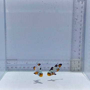 Sapphire Extreme Bullethole Pair Clown Fish