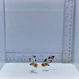 Sapphire Extreme Bullethole Pair Clown Fish