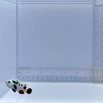 Sapphire Super Storm Clownfish