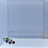 Sapphire Super Storm Clownfish