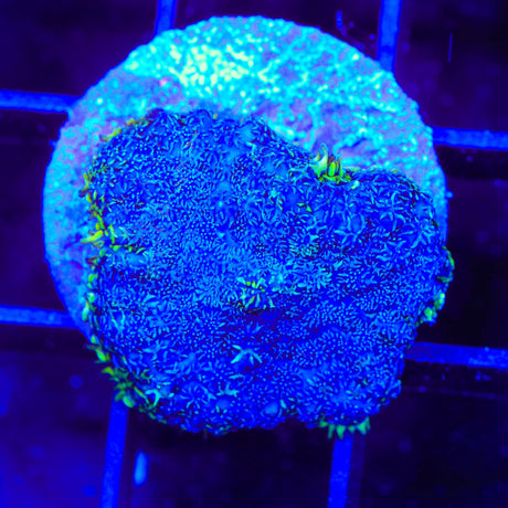 Saturns Ring Mushroom Coral