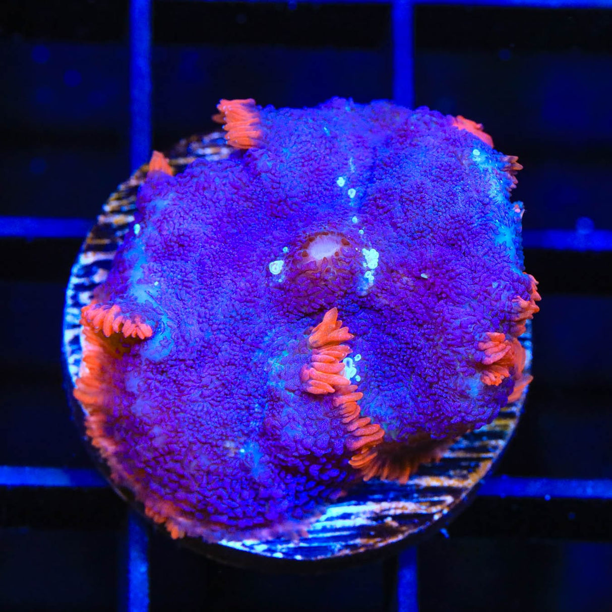 Saturns Ring Rhodactis Mushroom Coral