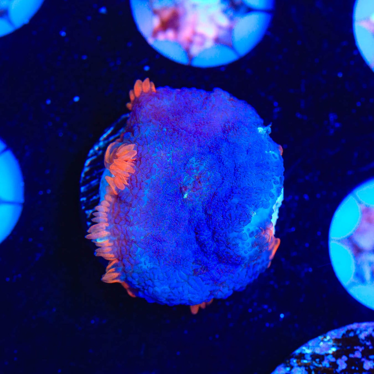 Saturns Ring Rhodactis Mushroom Coral