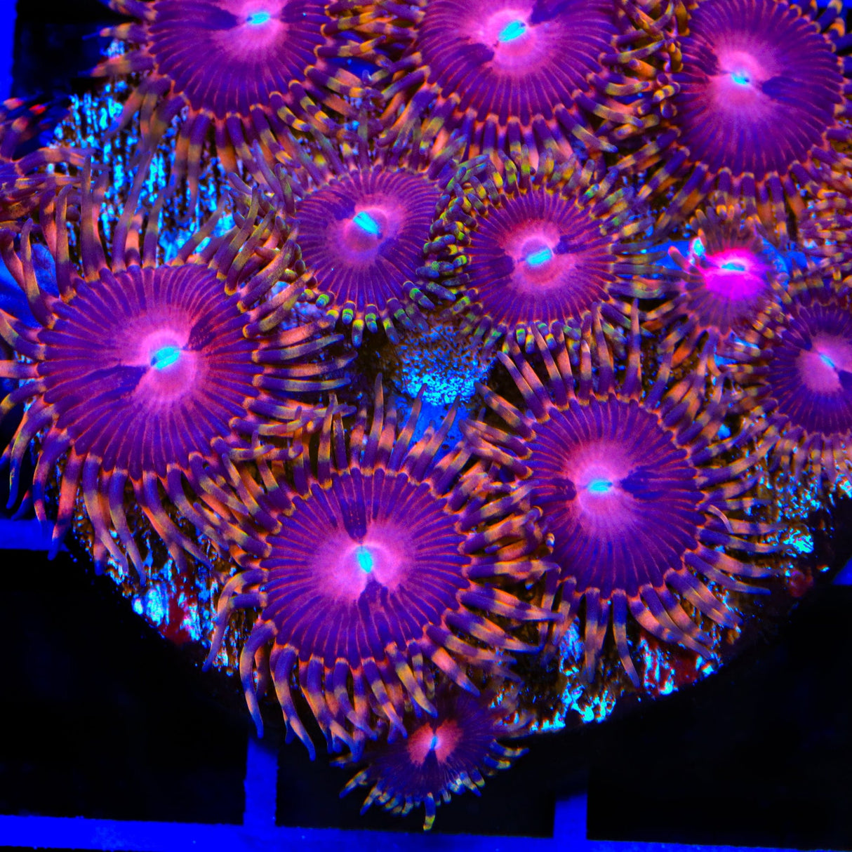 SBB Aphrodite Zoanthids Coral