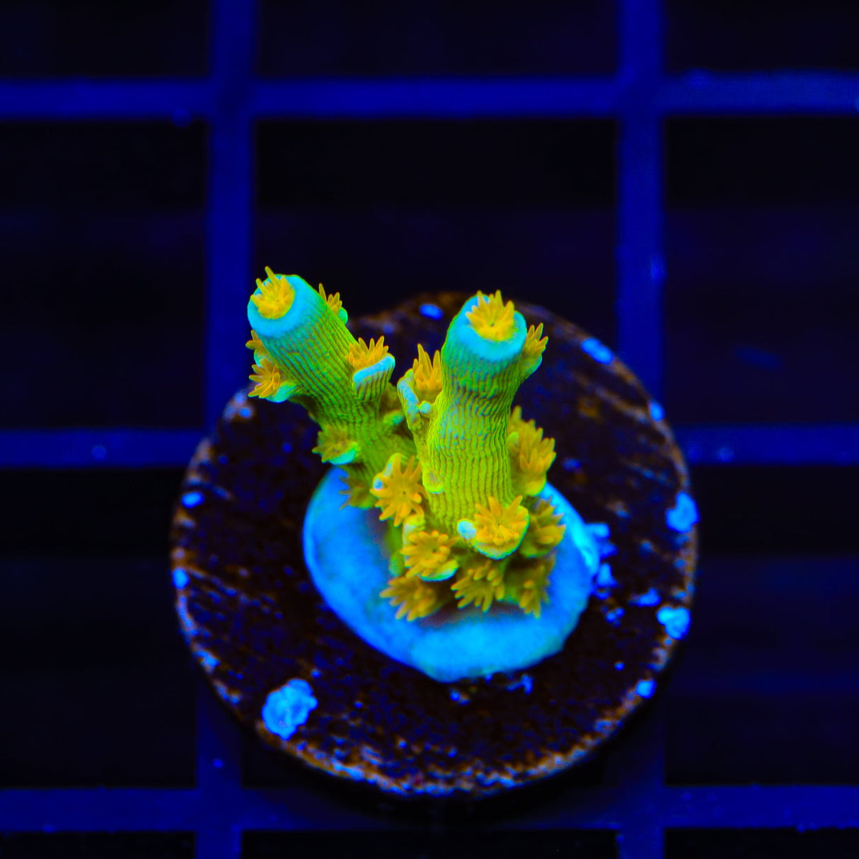 SC Orange Passion Acropora Coral