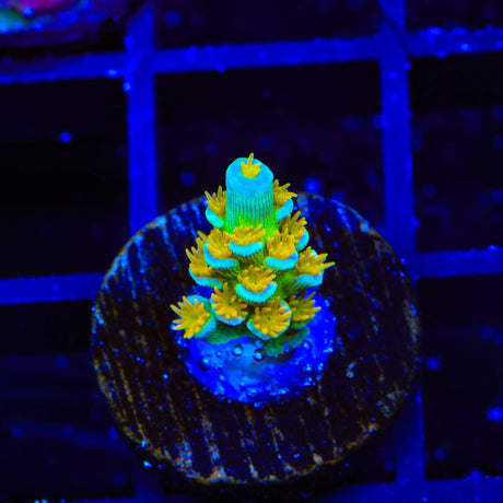 SC Orange Passion Acropora Coral