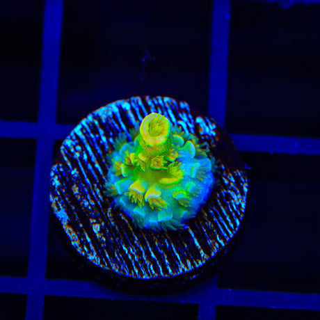 SC Orange Passion Acropora Coral