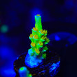 SC Orange Passion Acropora Coral