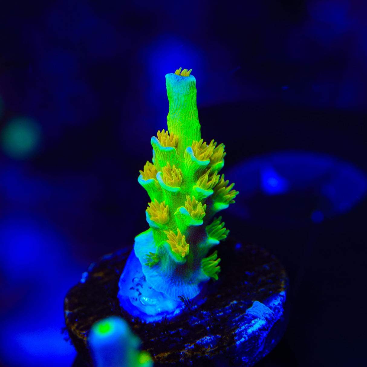 SC Orange Passion Acropora Coral