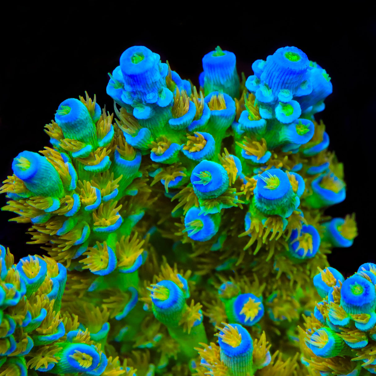 SC Orange Passion Acropora Coral