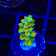 SC Orange Passion Acropora Coral