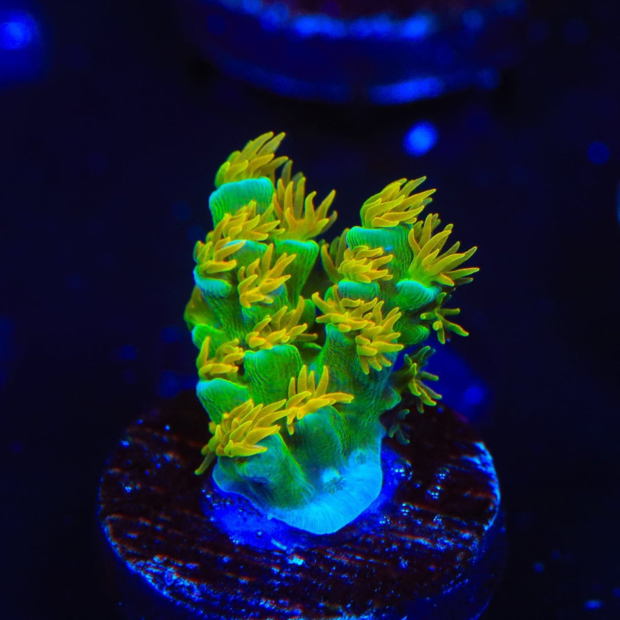 SC Orange Passion Tenuis Acropora Coral
