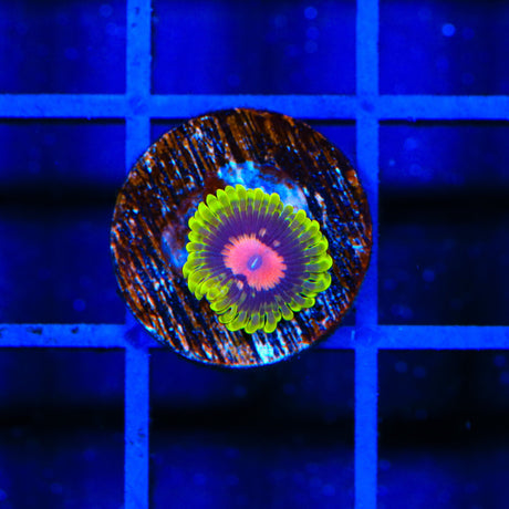 Scarlet Fever Zoanthids Coral