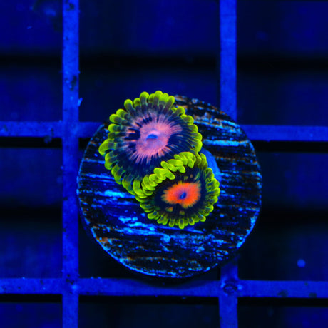 Scarlet Fever Zoanthids Coral