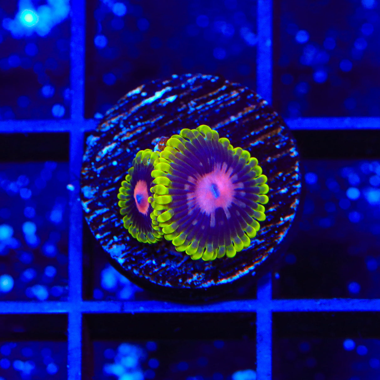 Scarlet Fever Zoanthids Coral