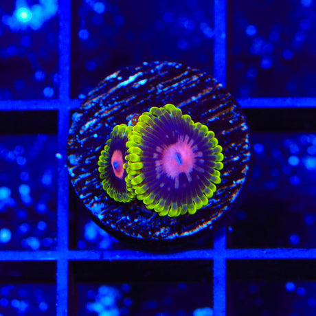 Scarlet Fever Zoanthids Coral
