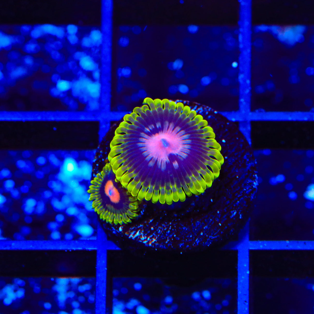 Scarlet Fever Zoanthids Coral