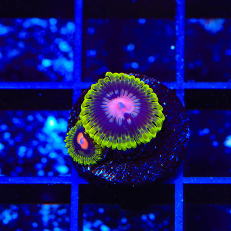 Scarlet Fever Zoanthids Coral