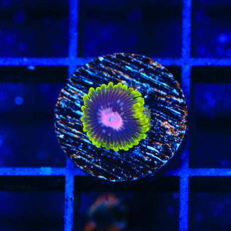 Scarlet Fever Zoanthids Coral