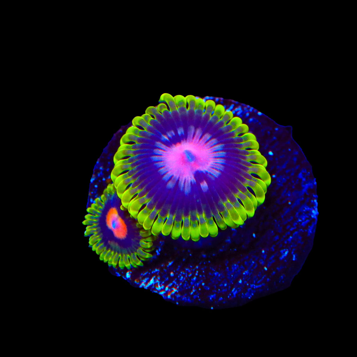 Scarlet Fever Zoanthids Coral