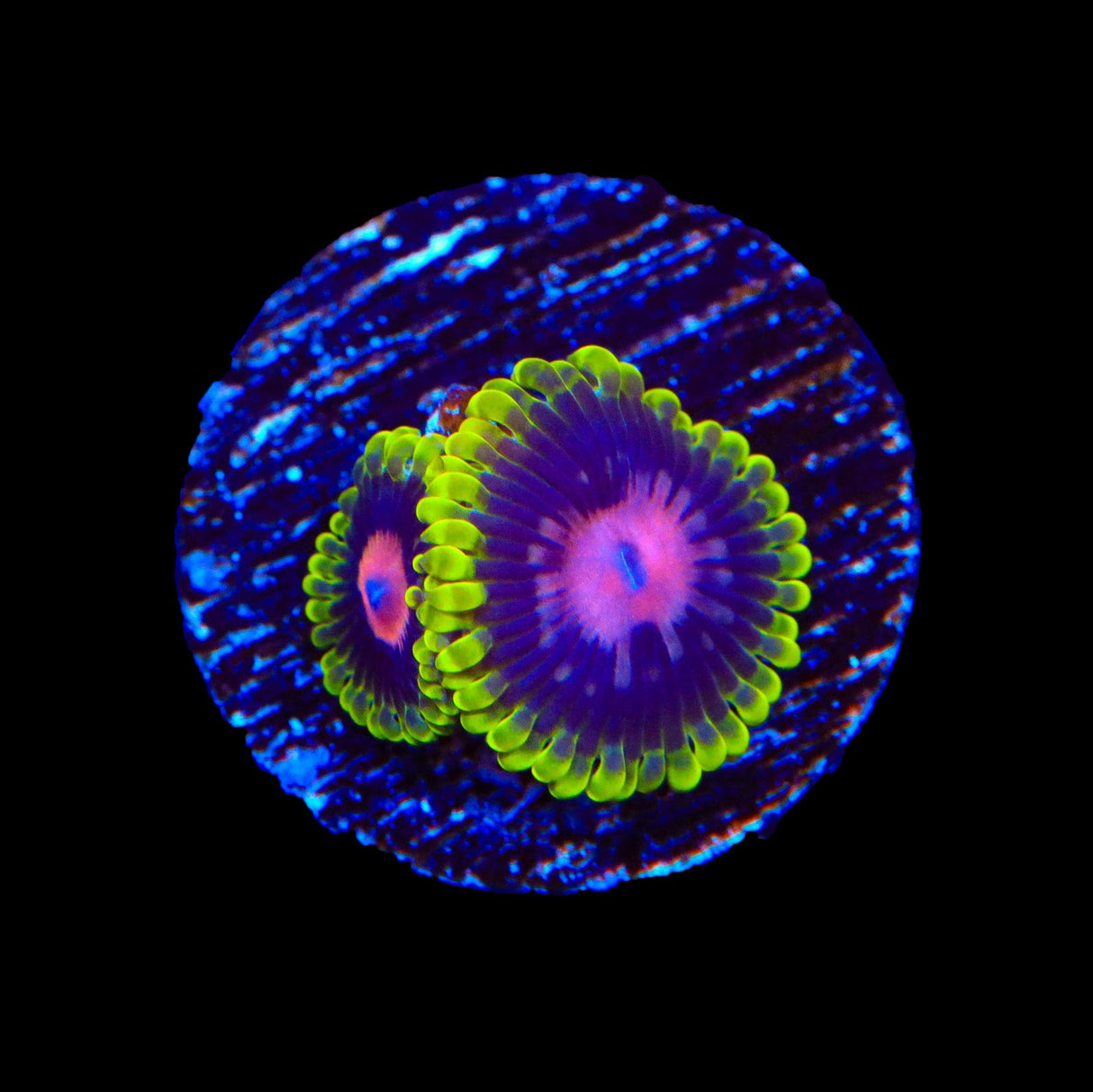 Scarlet Fever Zoanthids Coral