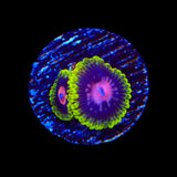 Scarlet Fever Zoanthids Coral