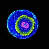 Scarlet Fever Zoanthids Coral