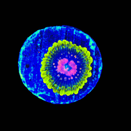 Scarlet Fever Zoanthids Coral