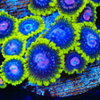 Scarlet Fever Zoanthids Coral