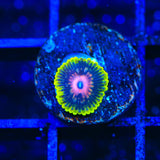 Scarlet Fever Zoanthids Coral