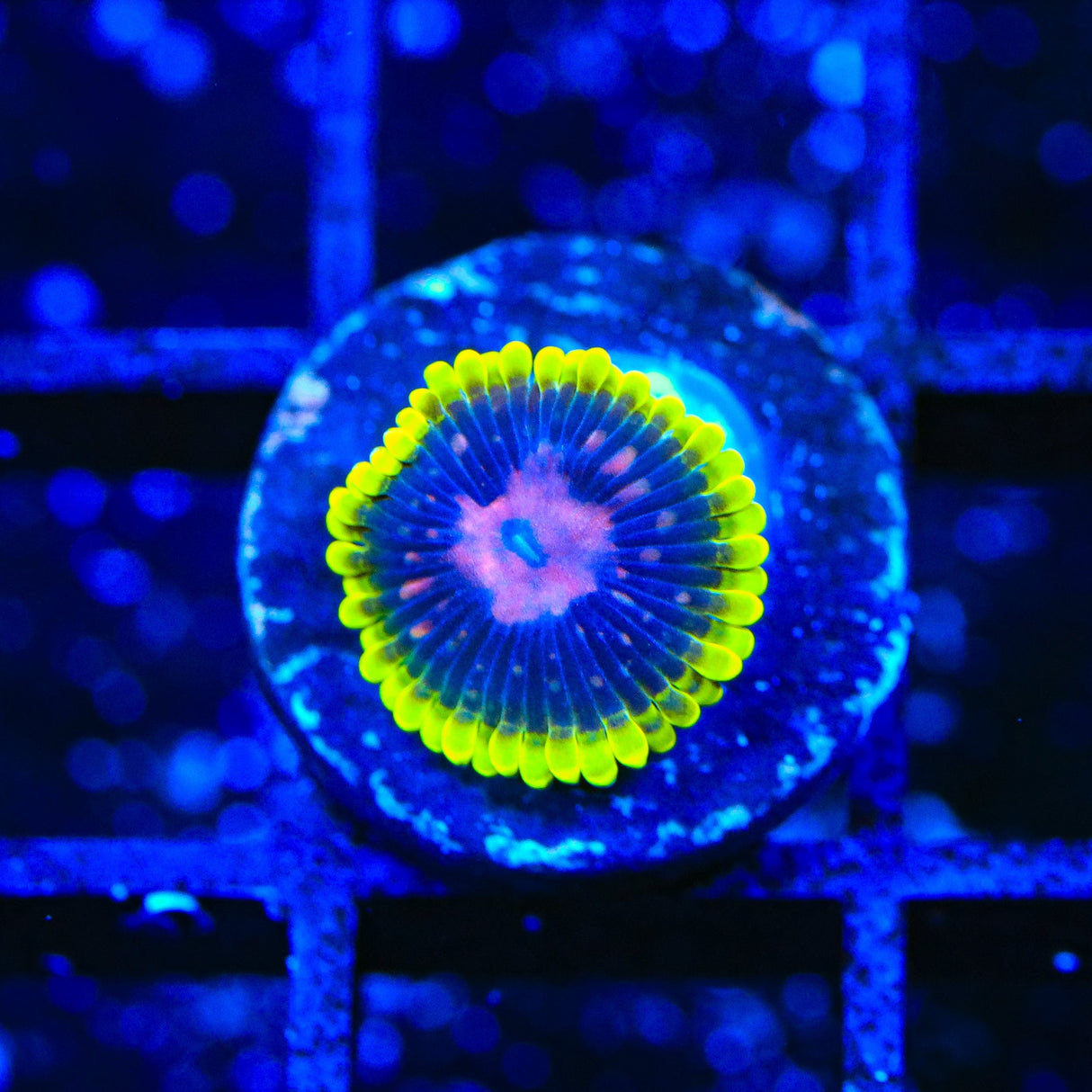 Scarlet Fever Zoanthids Coral