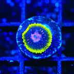 Scarlet Fever Zoanthids Coral
