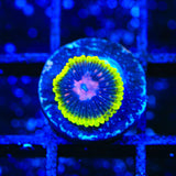 Scarlet Fever Zoanthids Coral