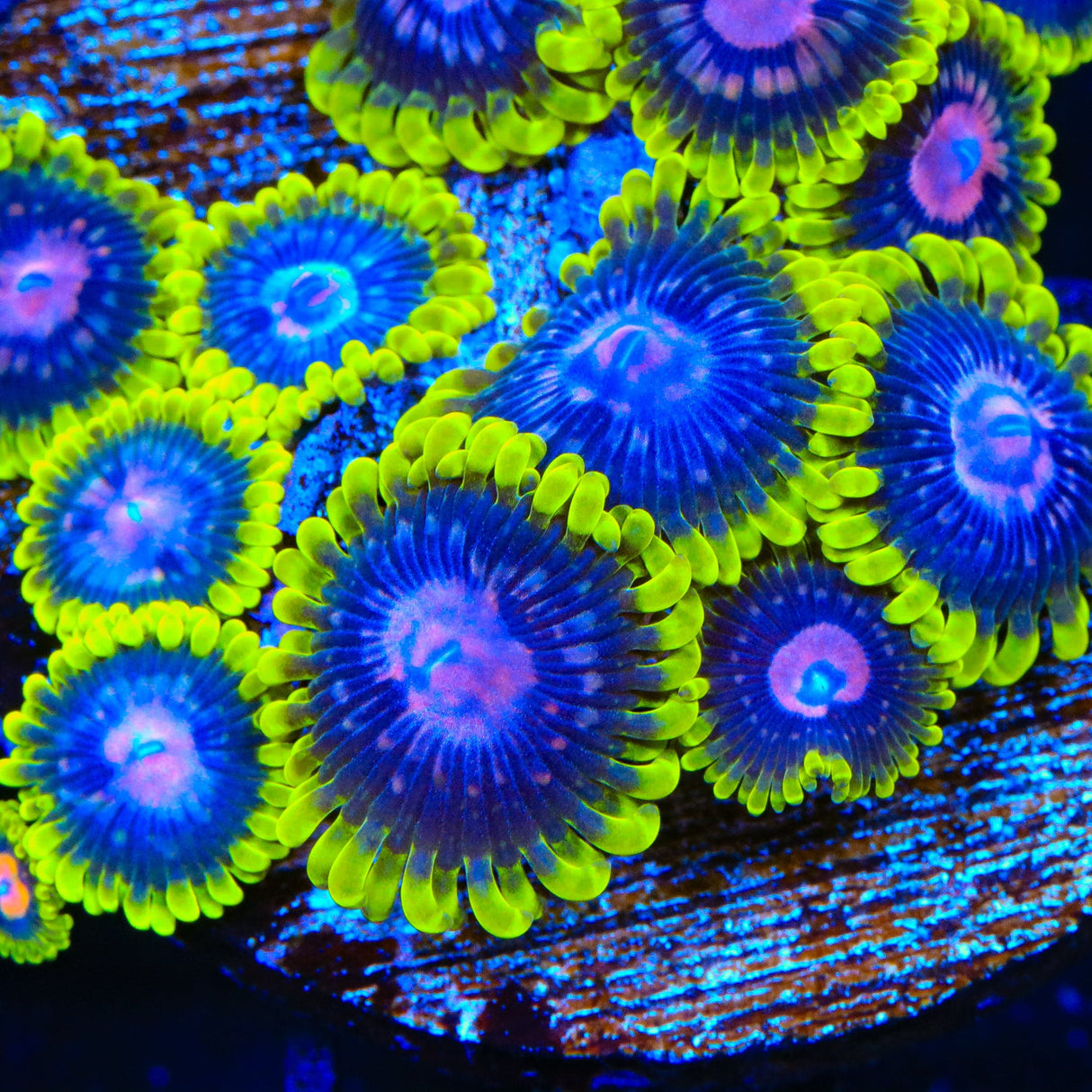 Scarlet Fever Zoanthids Coral