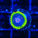 Scarlet Fever Zoanthids Coral