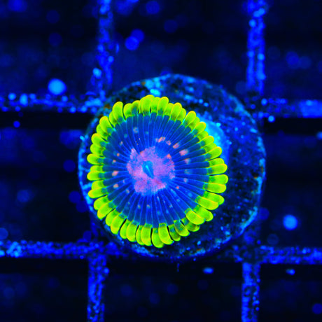 Scarlet Fever Zoanthids Coral
