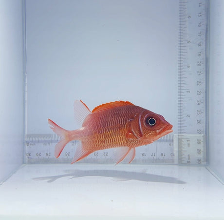 Scarlet-Fin Soldierfish