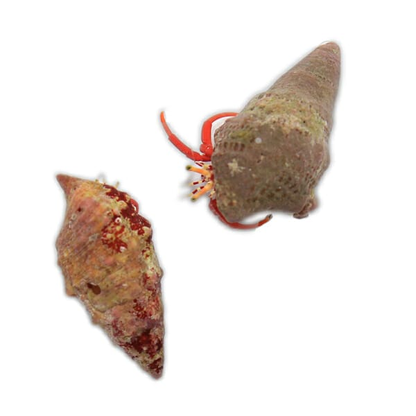 Scarlett Red Hermit Crabs - Main