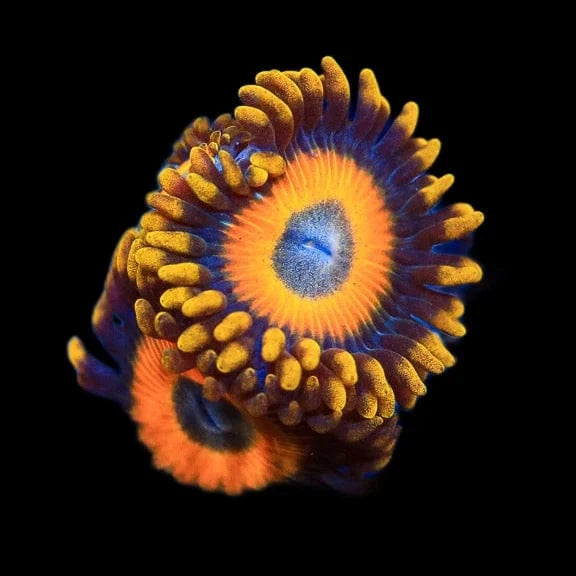 Scrambled Eggs Zoanthid Coral