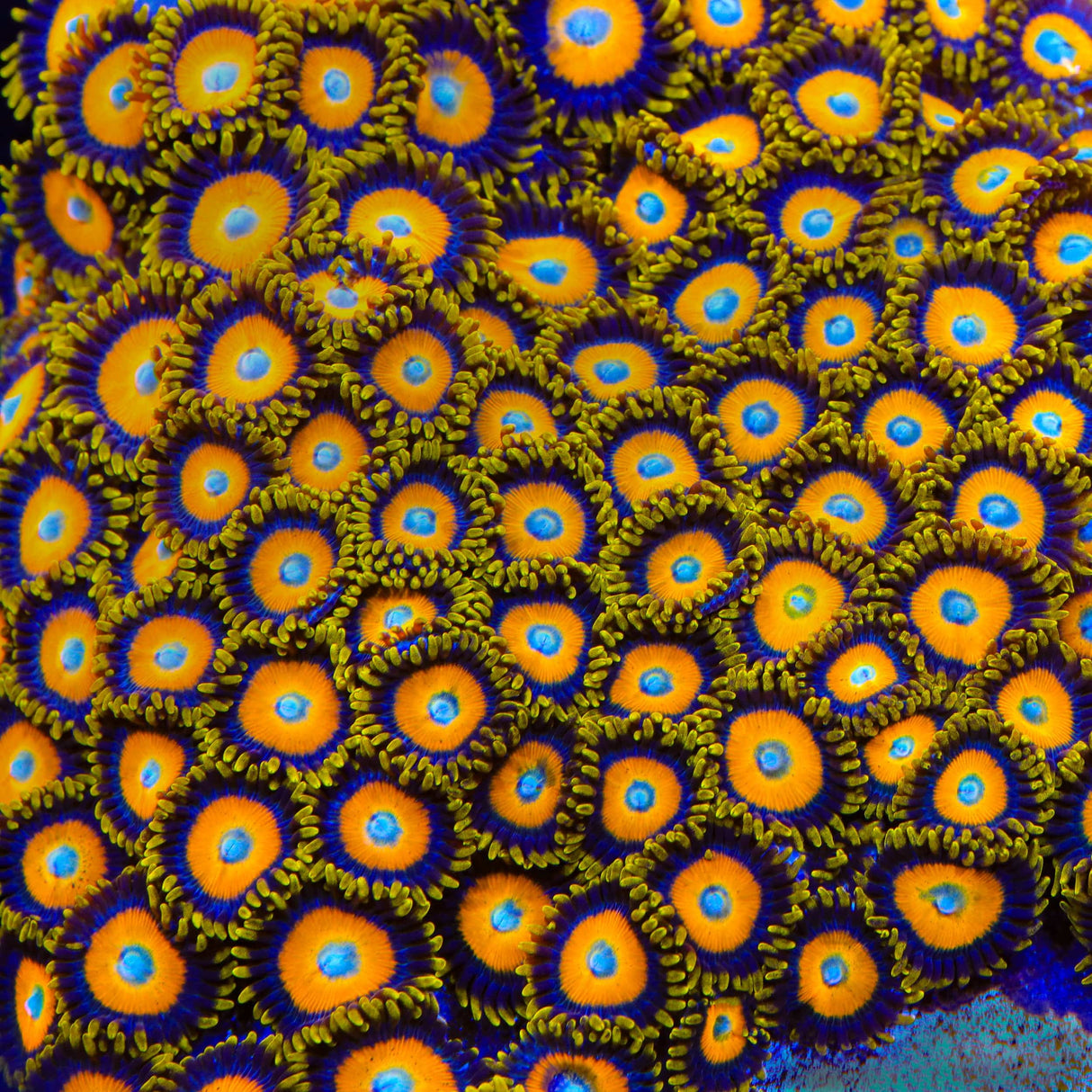 Scrambled Eggs Zoanthid Coral