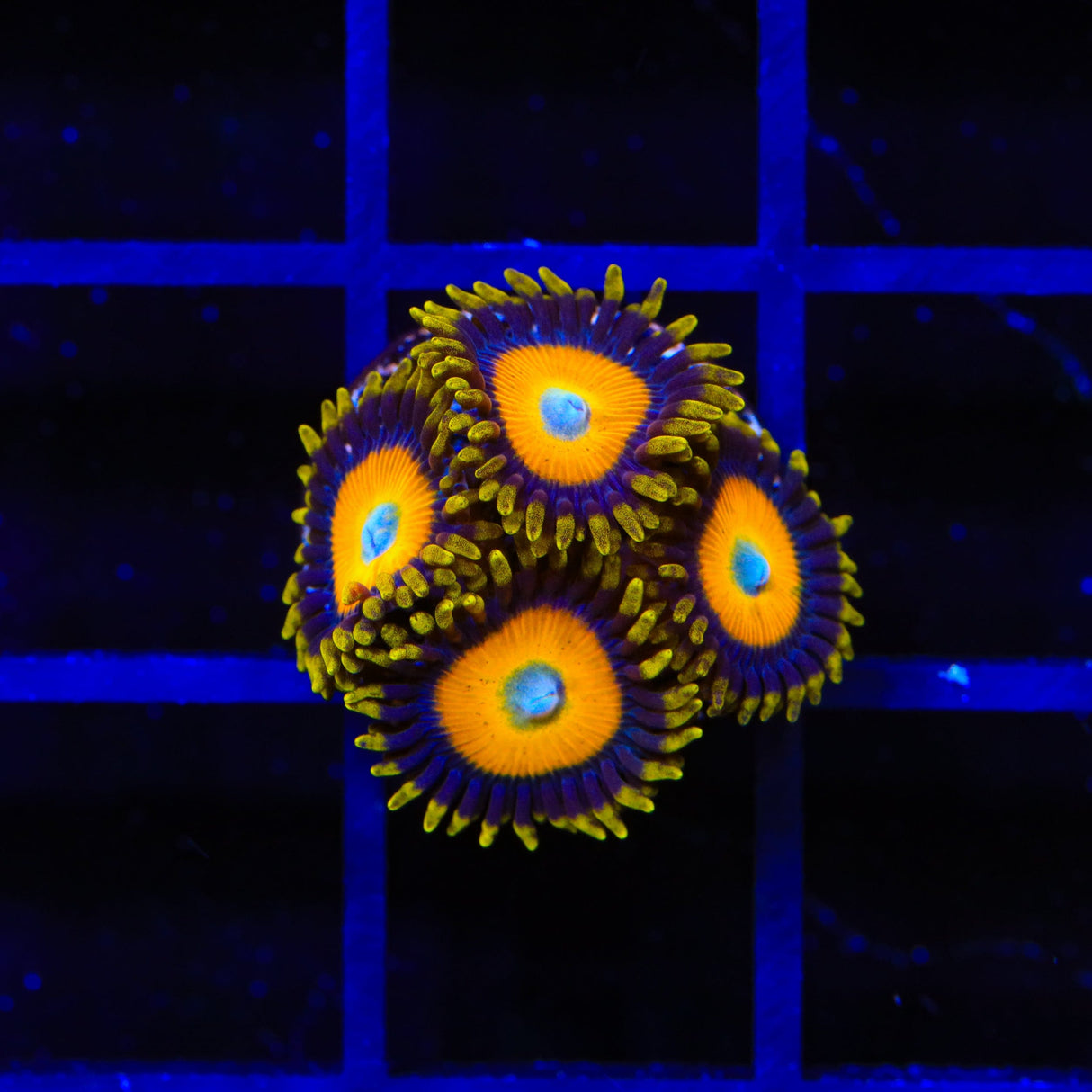 Scrambled Eggs Zoanthid Coral