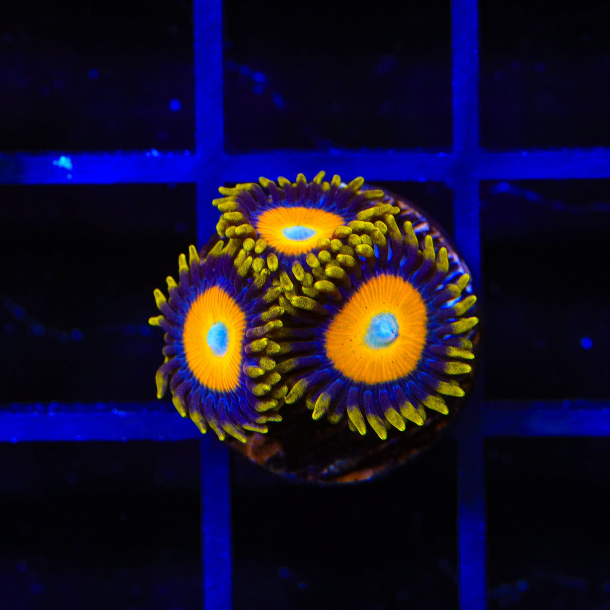 Scrambled Eggs Zoanthid Coral