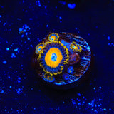 Scrambled Eggs Zoanthids Coral