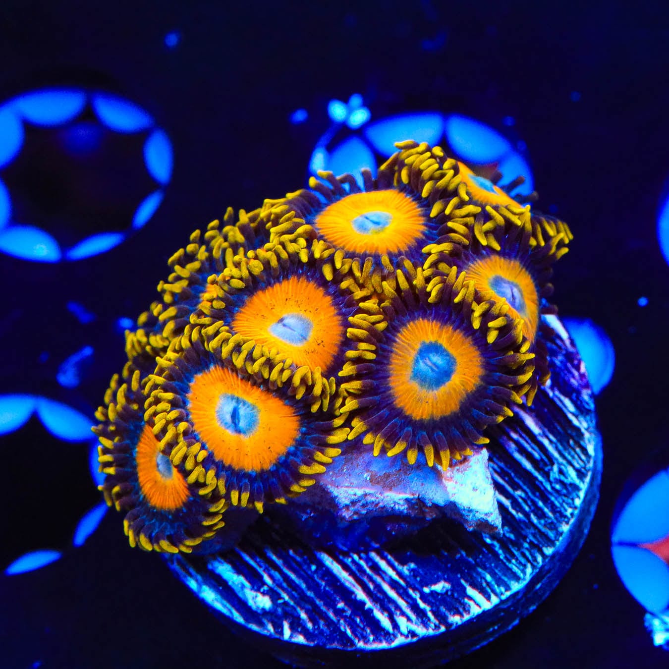 Scrambled Eggs Zoanthids Coral