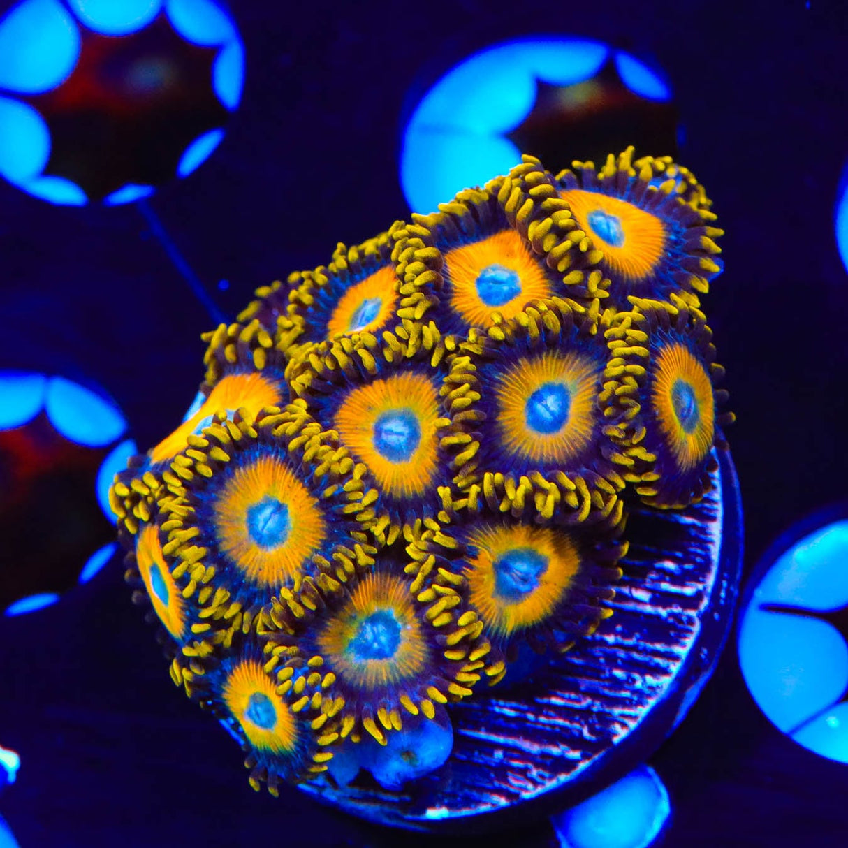 Scrambled Eggs Zoanthids Coral