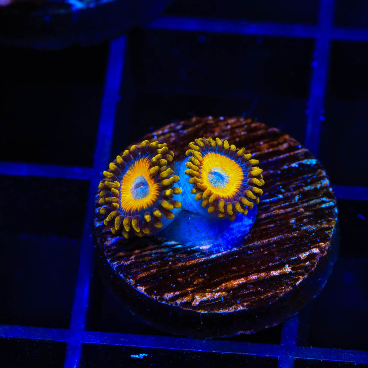 Scrambled Eggs Zoanthids Coral
