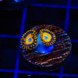 Scrambled Eggs Zoanthids Coral
