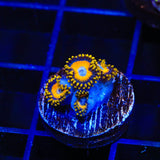 Scrambled Eggs Zoanthids Coral