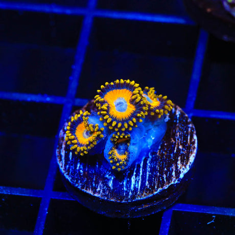 Scrambled Eggs Zoanthids Coral
