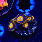 Scrambled Eggs Zoanthids Coral